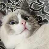 Aleks Kotov from patreon