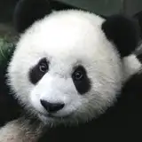 PandaGuy1989 from patreon