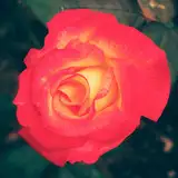 𝚎𝚕𝚒𝚘 from fanbox