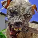 baddog from patreon