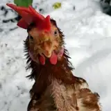 CunningChicken from patreon