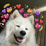 NoobDog from patreon