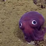 TheDeepDarkReef from patreon