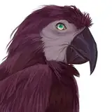 Plum Parrot from patreon