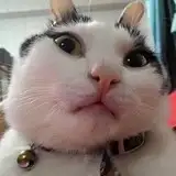 Guieyi♥ねこ from fanbox