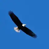 EagleWon from patreon