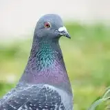 pigeon sabure from patreon